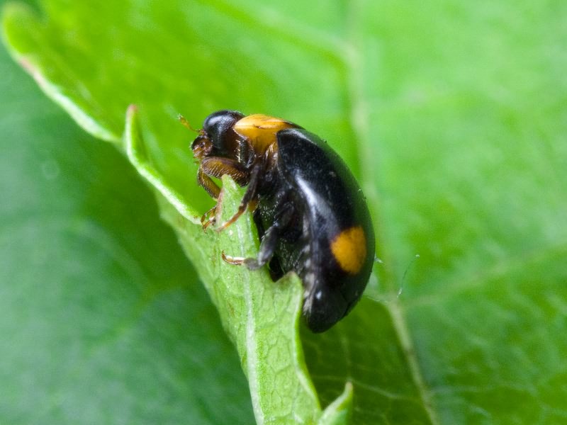Hyperaspis reppensis (Herbst, 1783)